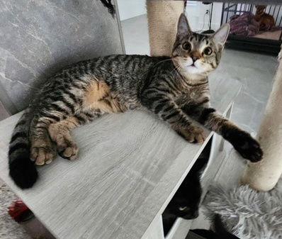 Reese and Baby Ruth - Sibling kitten pair, a Adoptable mixed breed in Hillsboro, OR image 2/2