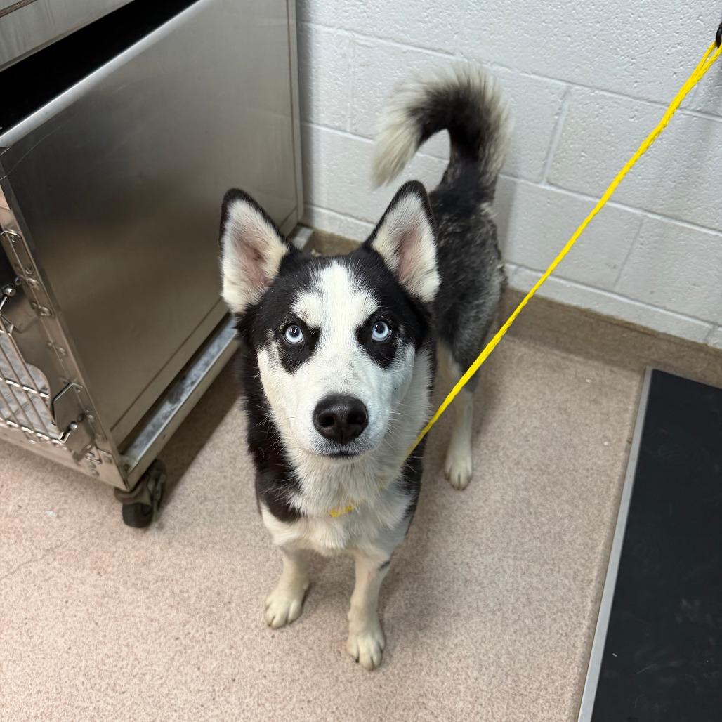 Enlarge Stella, a Adoptable Husky in Ardmore, OK image 1/1