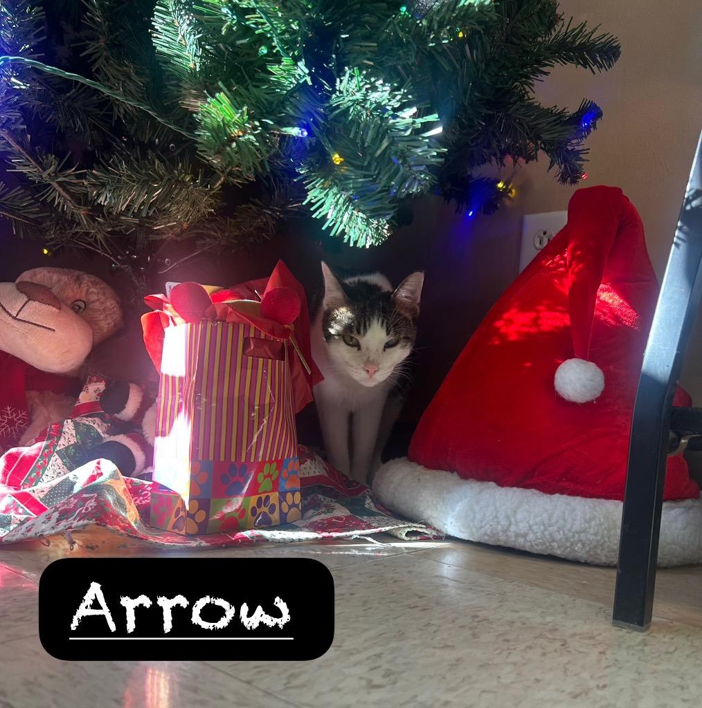 Arrow, Adoptable, Senior Male Domestic Short Hair.