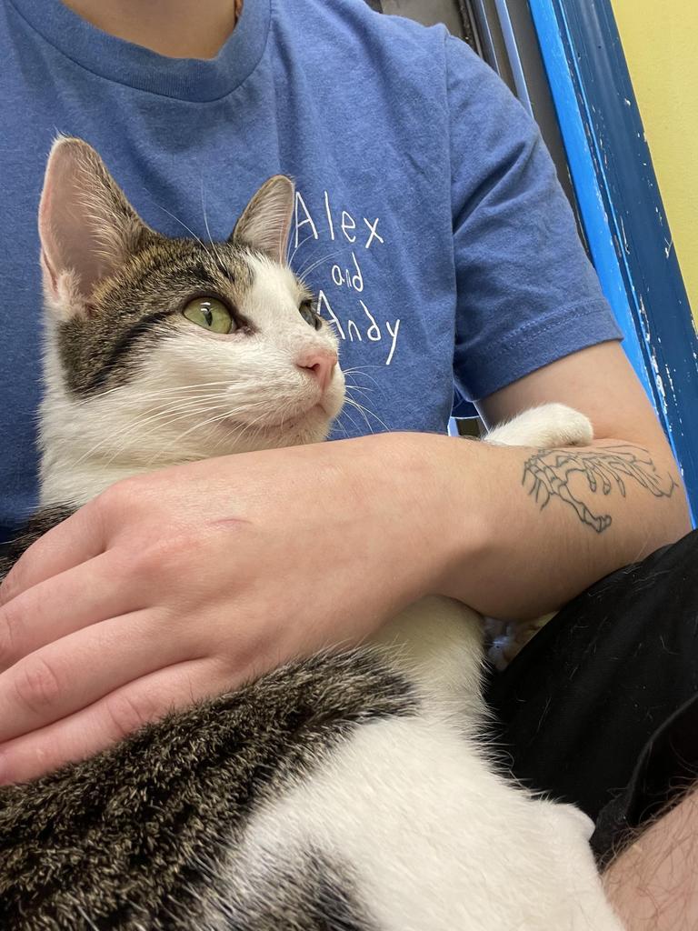 Enlarge Arrow, a Adoptable mixed breed in Maumelle, AR image 2/6