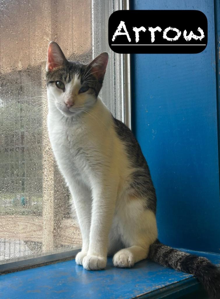 Enlarge Arrow, a Adoptable mixed breed in Maumelle, AR image 3/6