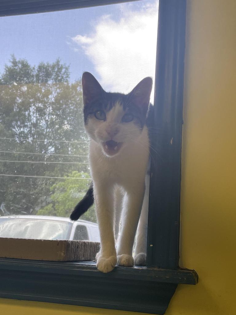 Enlarge Arrow, a Adoptable mixed breed in Maumelle, AR image 4/6