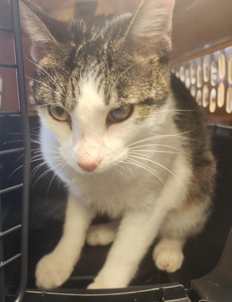 Enlarge Arrow, a Adoptable mixed breed in Maumelle, AR image 5/6