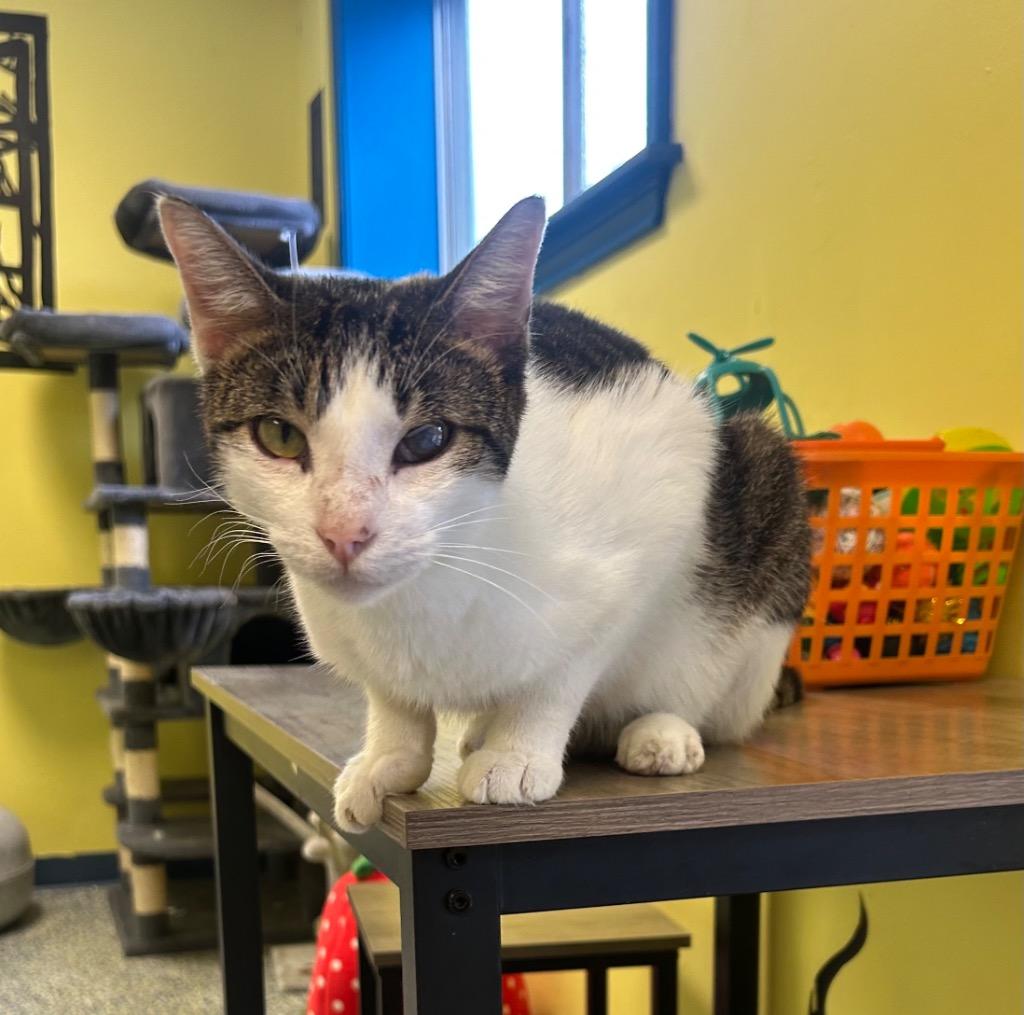 Enlarge Arrow, a Adoptable mixed breed in Maumelle, AR image 6/6