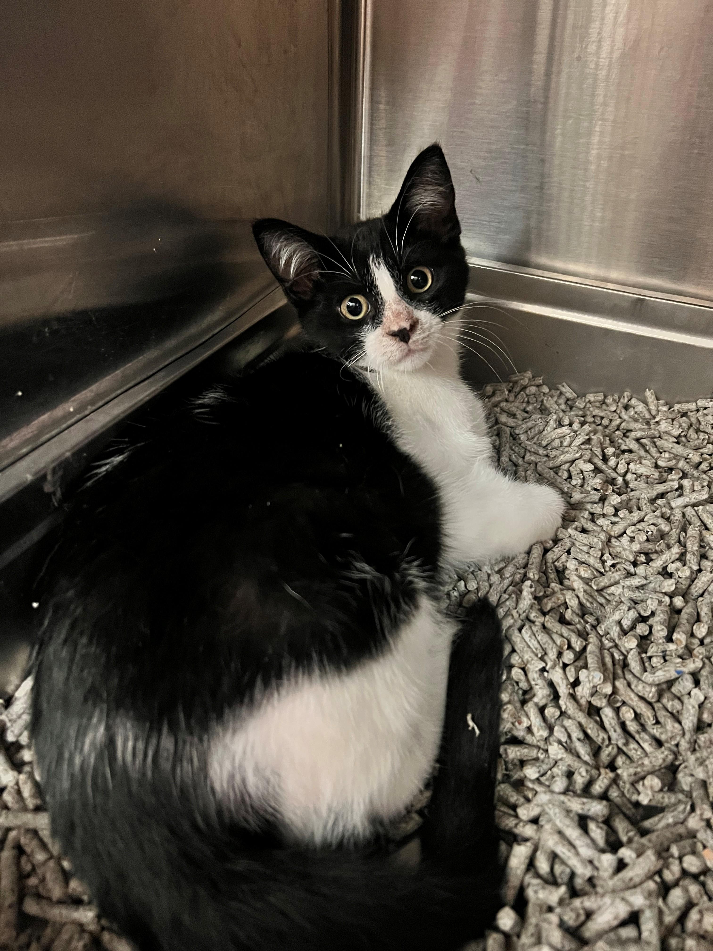 Enlarge Timbit CS-145/26, a Adoptable Domestic Short Hair in Burlington, ON image 1/2