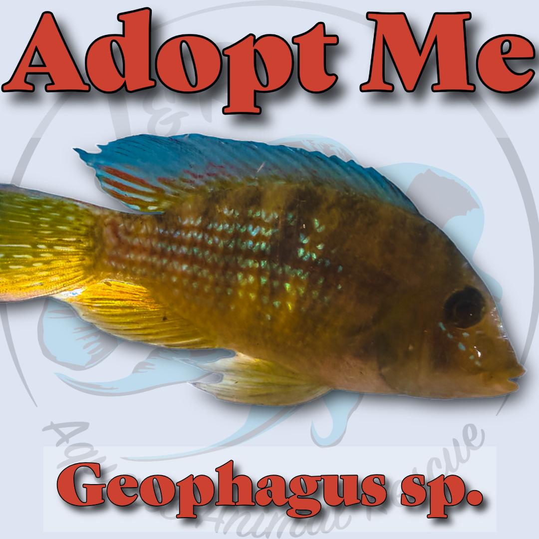 Geophagus sp., ADOPTABLE, Young Unknown Freshwater Fish.