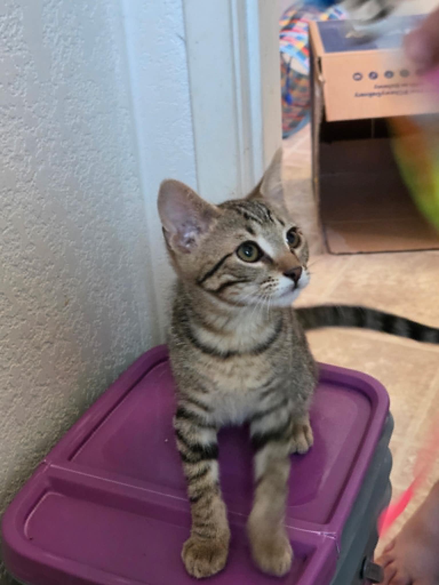 Gus, a ADOPTABLE Tabby in Tehachapi, CA image 3/4