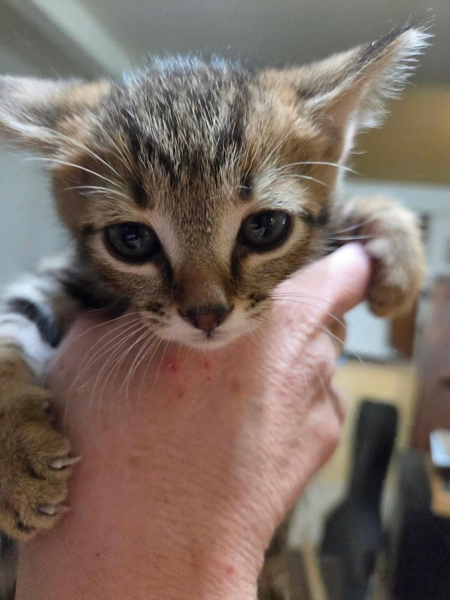 Gus, a ADOPTABLE Tabby in Tehachapi, CA image 4/4