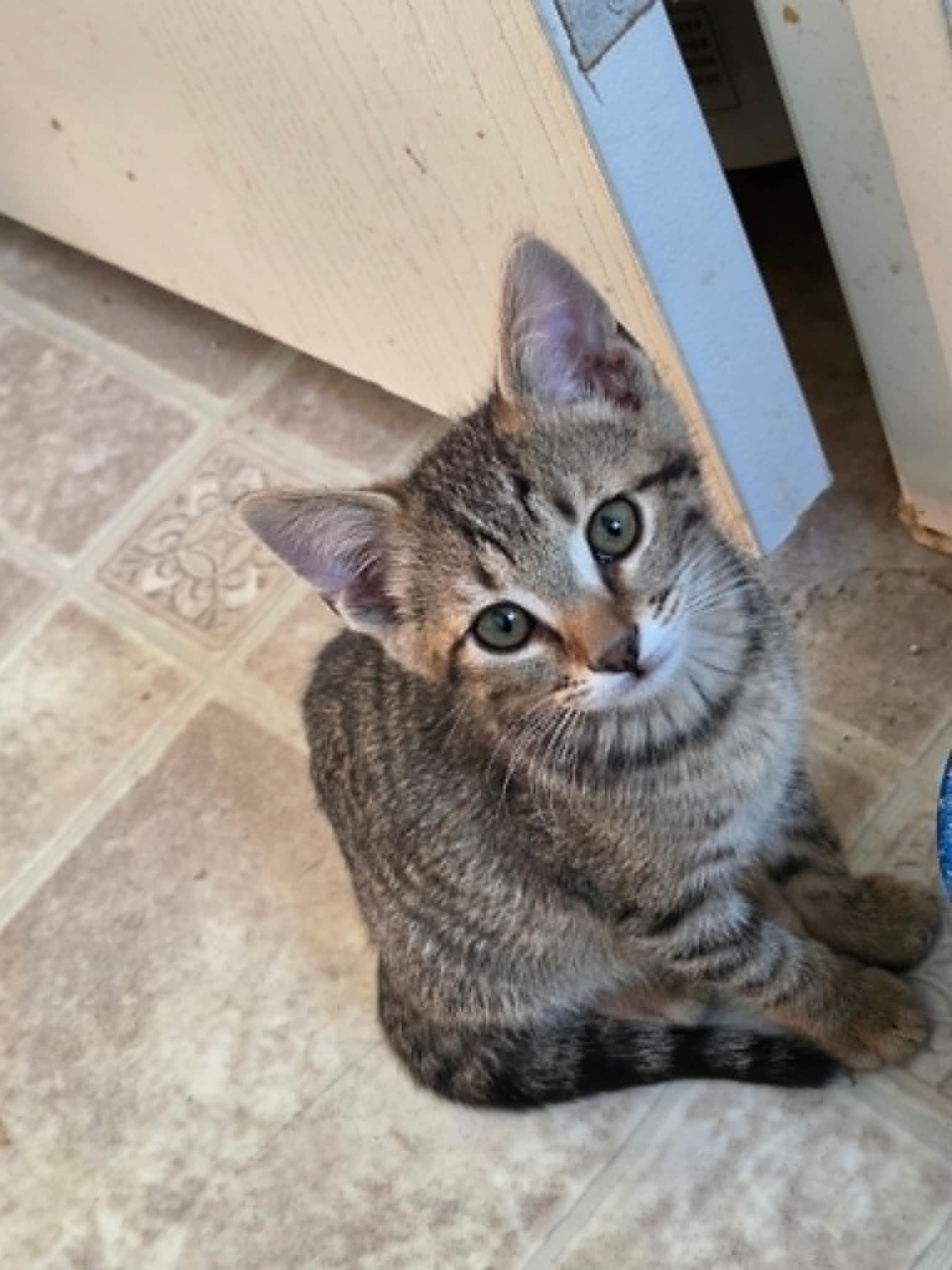 Gus, a ADOPTABLE Tabby in Tehachapi, CA image 2/4