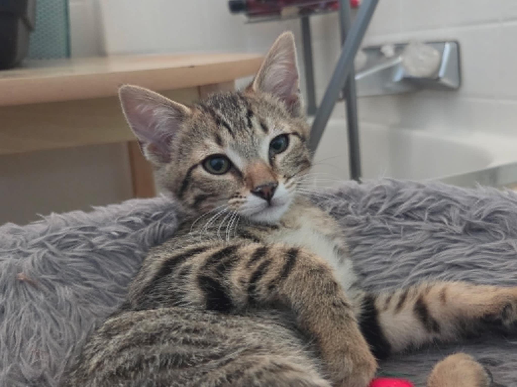 Gus, ADOPTABLE, Kitten Male Tabby.