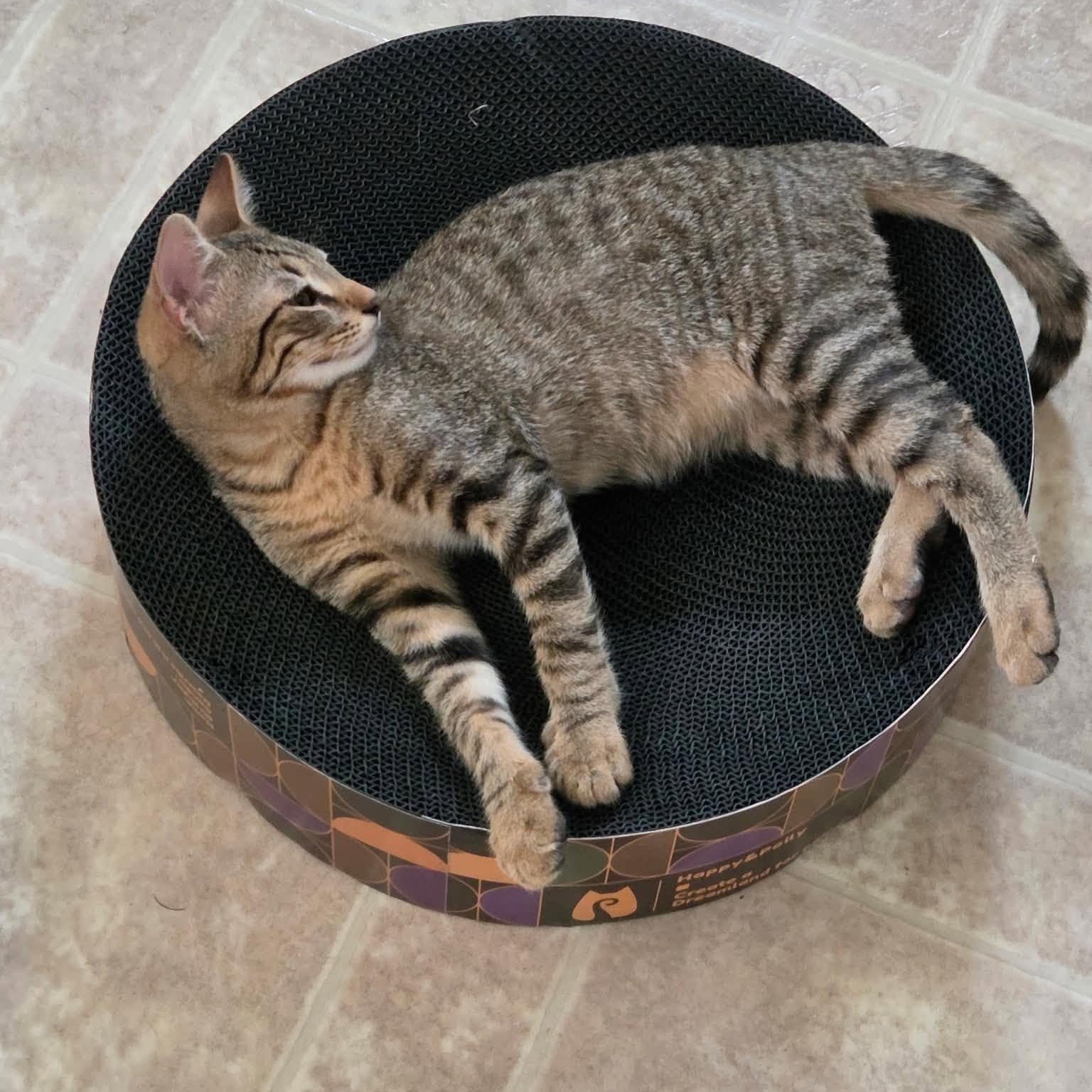 Gus, Adoptable, Kitten Male Tabby & Egyptian Mau.
