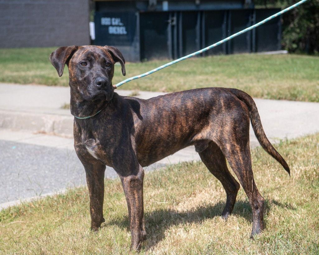 DA 39 Tiger, Adoptable, Adult Male Plott Hound & Boxer.