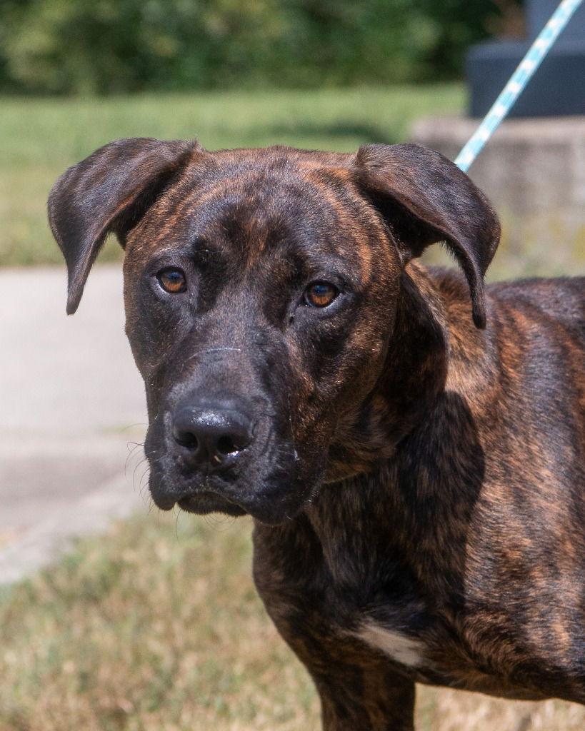 Enlarge DA 39 Tiger, a Adoptable mixed breed in Glen Allen, VA image 2/3