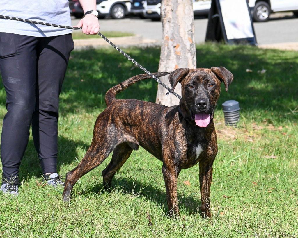 Enlarge DA 39 Tiger, a Adoptable mixed breed in Glen Allen, VA image 3/3