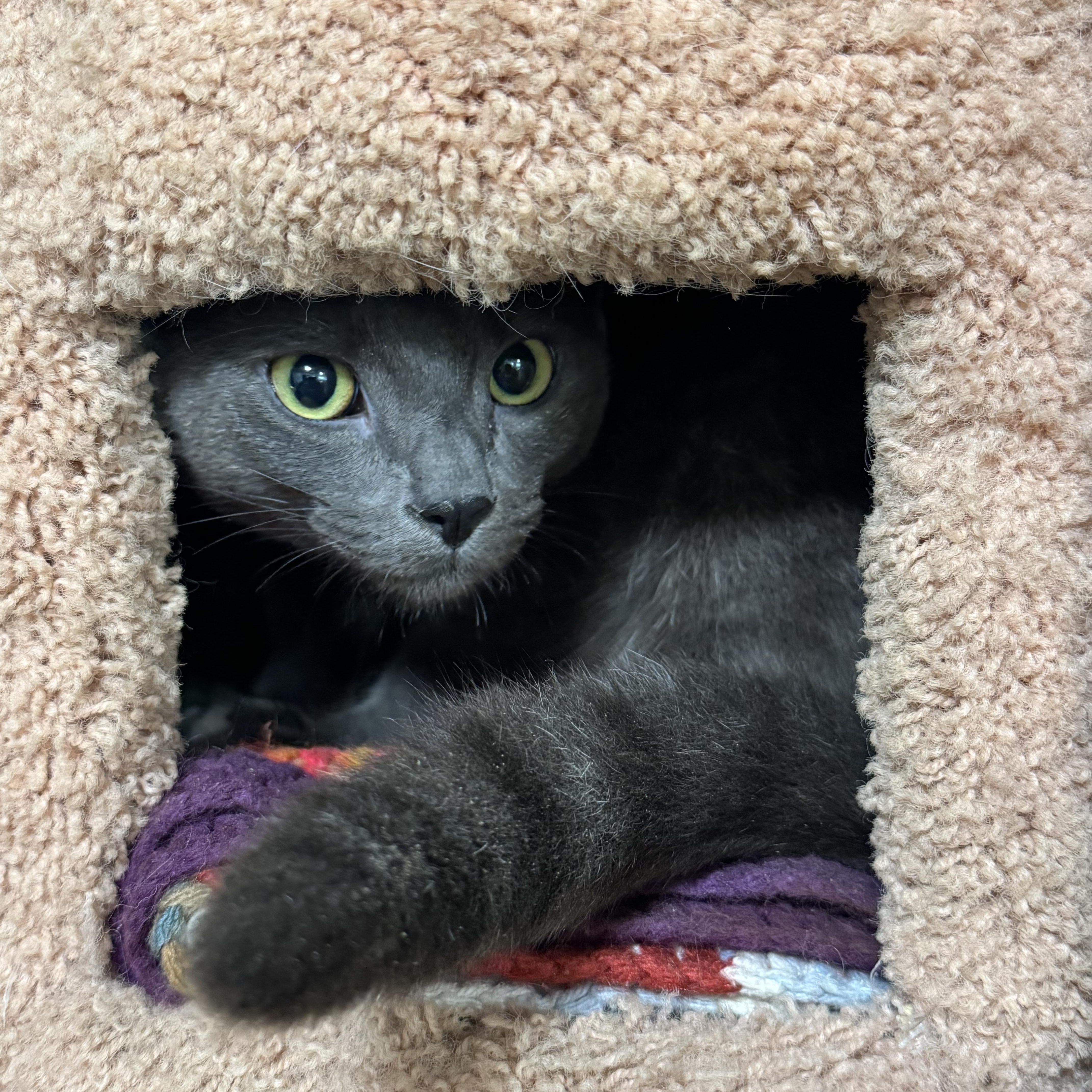 Enlarge Calleo, a Adoptable Domestic Short Hair in Seattle, WA image 3/5