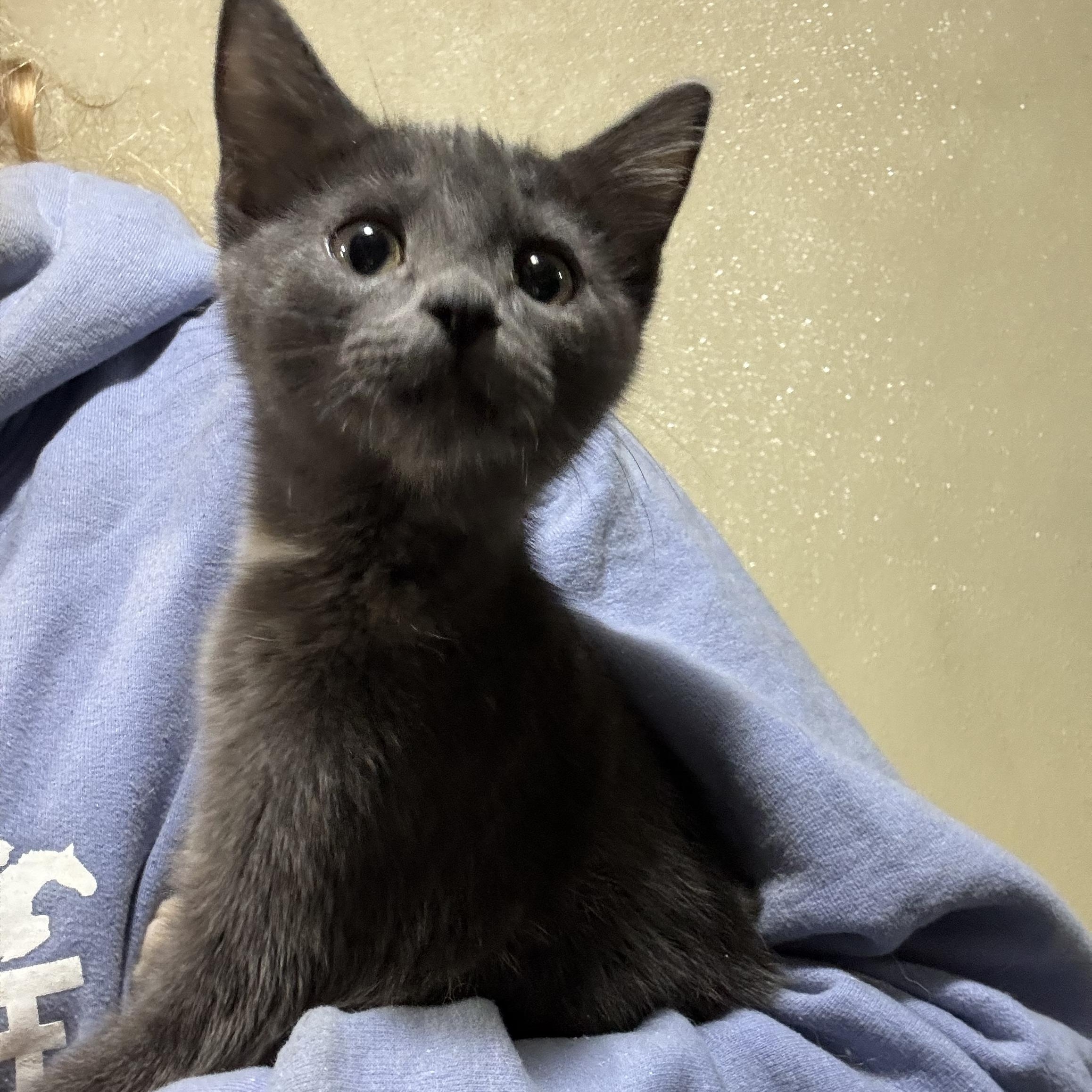 Enlarge Calleo, a Adoptable Domestic Short Hair in Seattle, WA image 5/5