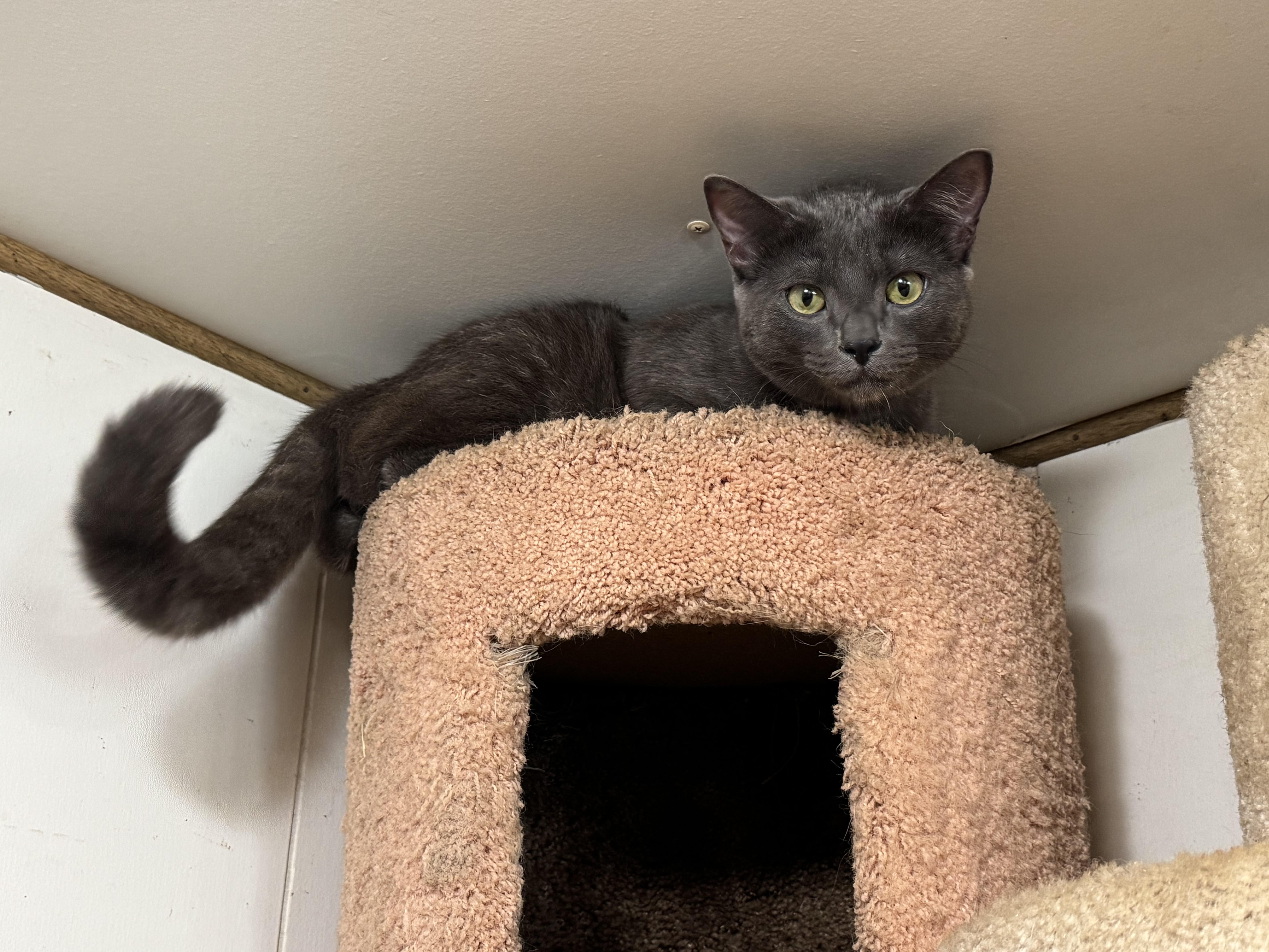 Enlarge Calleo, a Adoptable Domestic Short Hair in Seattle, WA image 2/5