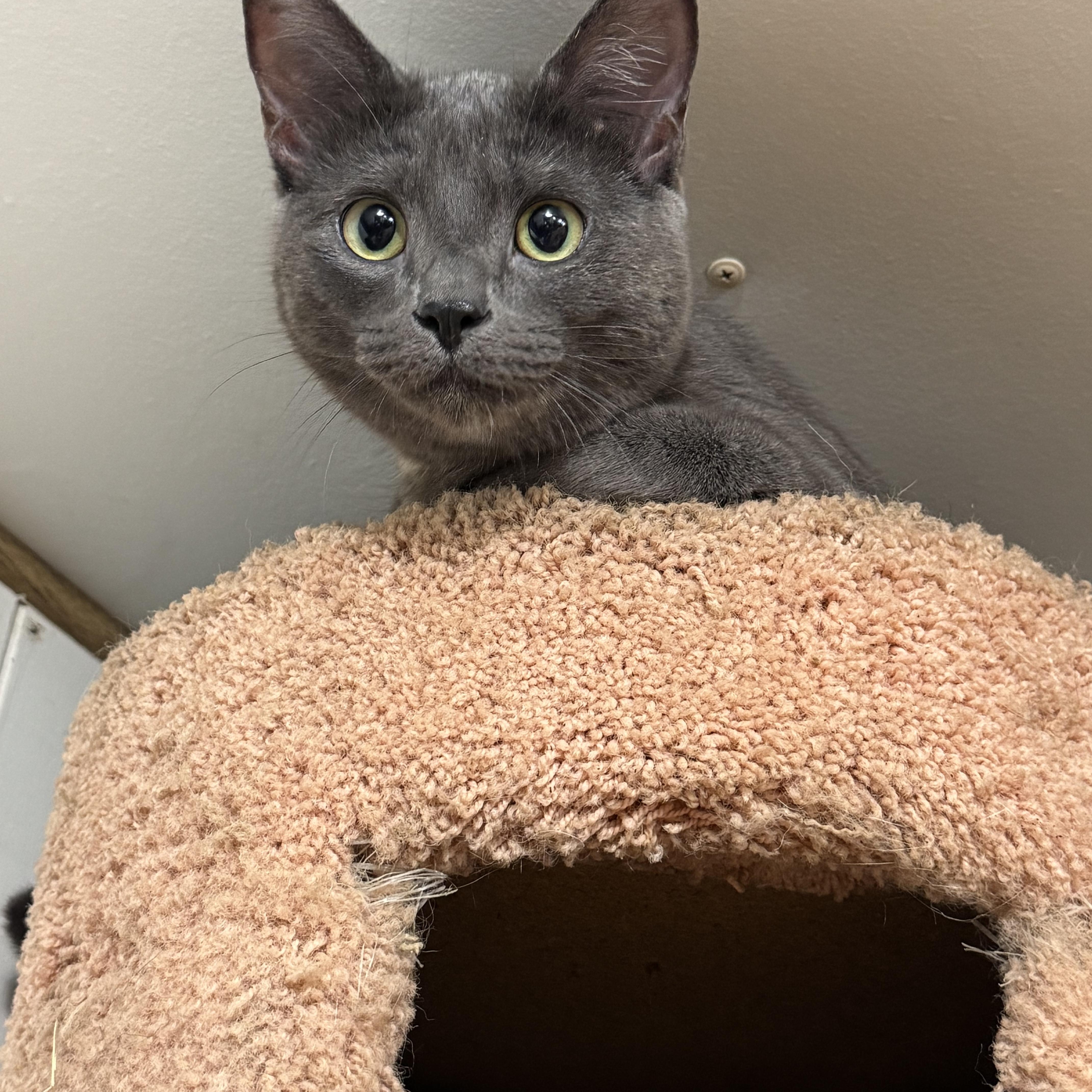 Calleo, Adoptable, Young Female Domestic Short Hair.