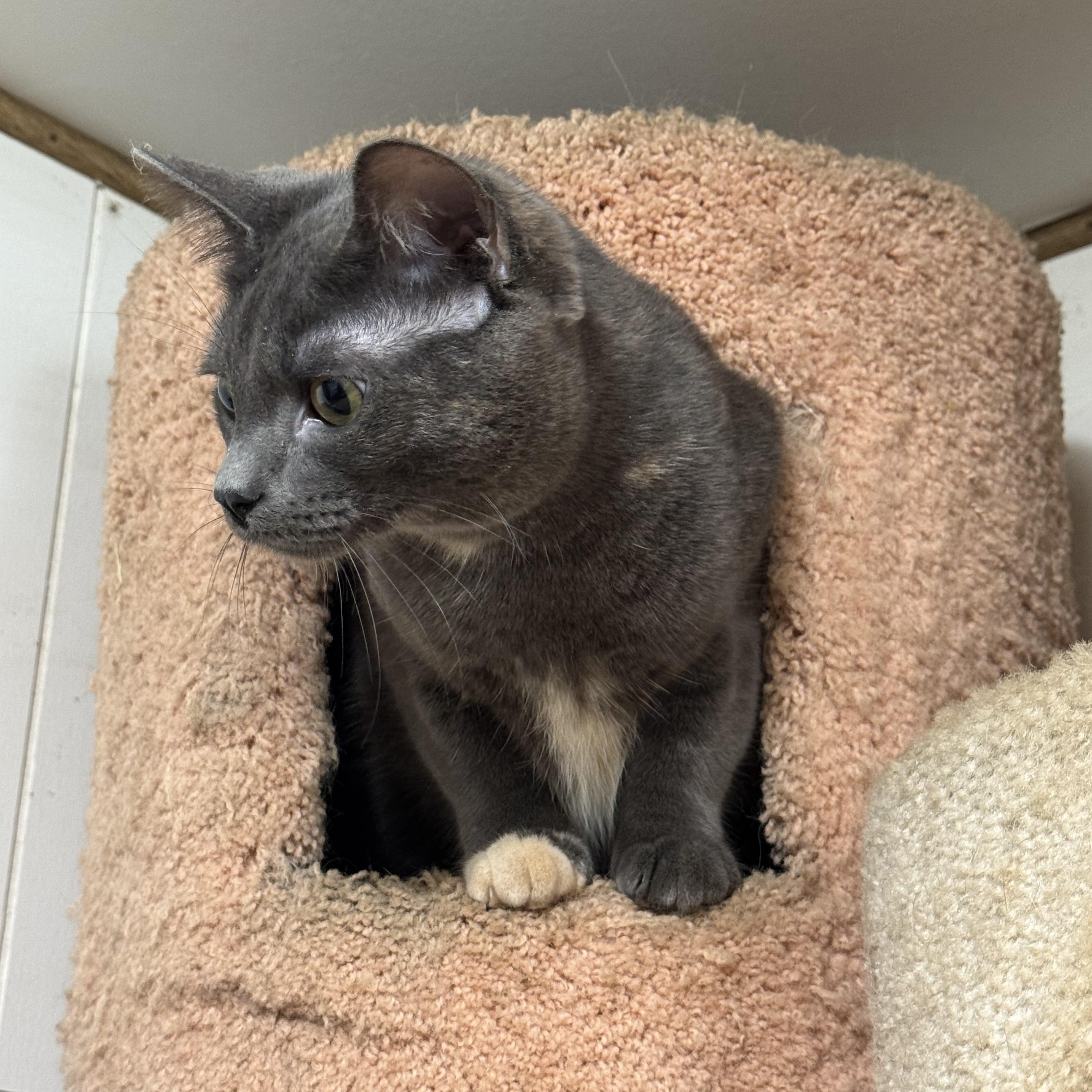 Enlarge Calleo, a Adoptable Domestic Short Hair in Seattle, WA image 4/5