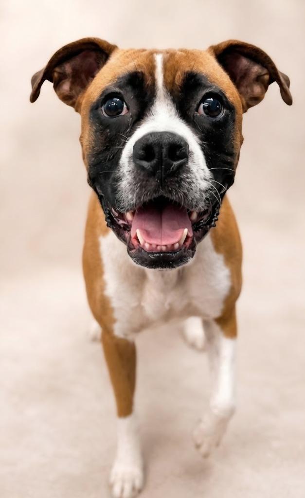 Enlarge Esther, a Adoptable mixed breed in Hardeeville, SC image 1/1