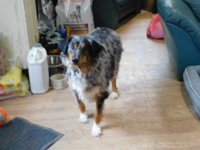 Enlarge MAX, an adopted Australian Shepherd in Millerstown, PA image 2/3