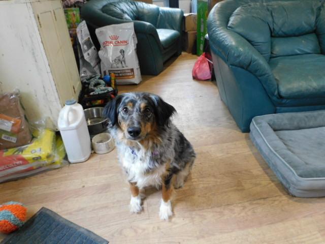 Enlarge MAX, an adopted Australian Shepherd in Millerstown, PA image 3/3