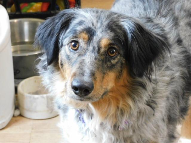 MAX, adopted, Adult Male Australian Shepherd.