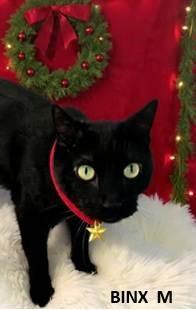 BINX, Adoptable, Young Male Domestic Short Hair.