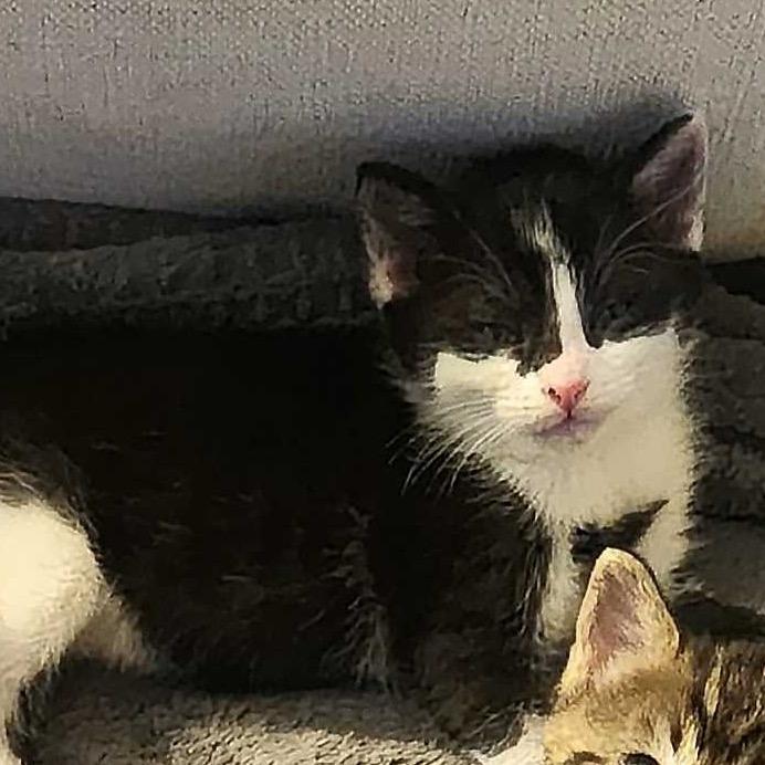 Preston, a Adoptable Domestic Short Hair in Cleveland Heights, OH image 2/3