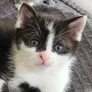 Preston, Adoptable, Kitten Male Domestic Short Hair.