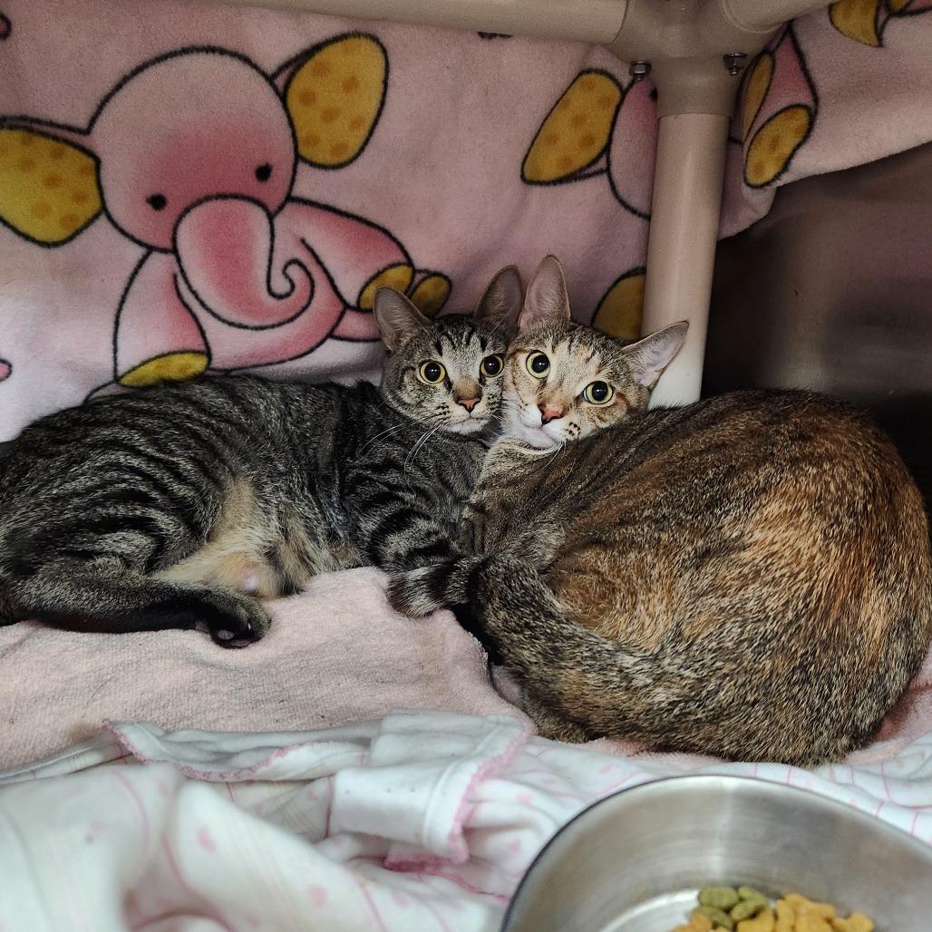 Princess, Adoptable, Young Female Domestic Short Hair.