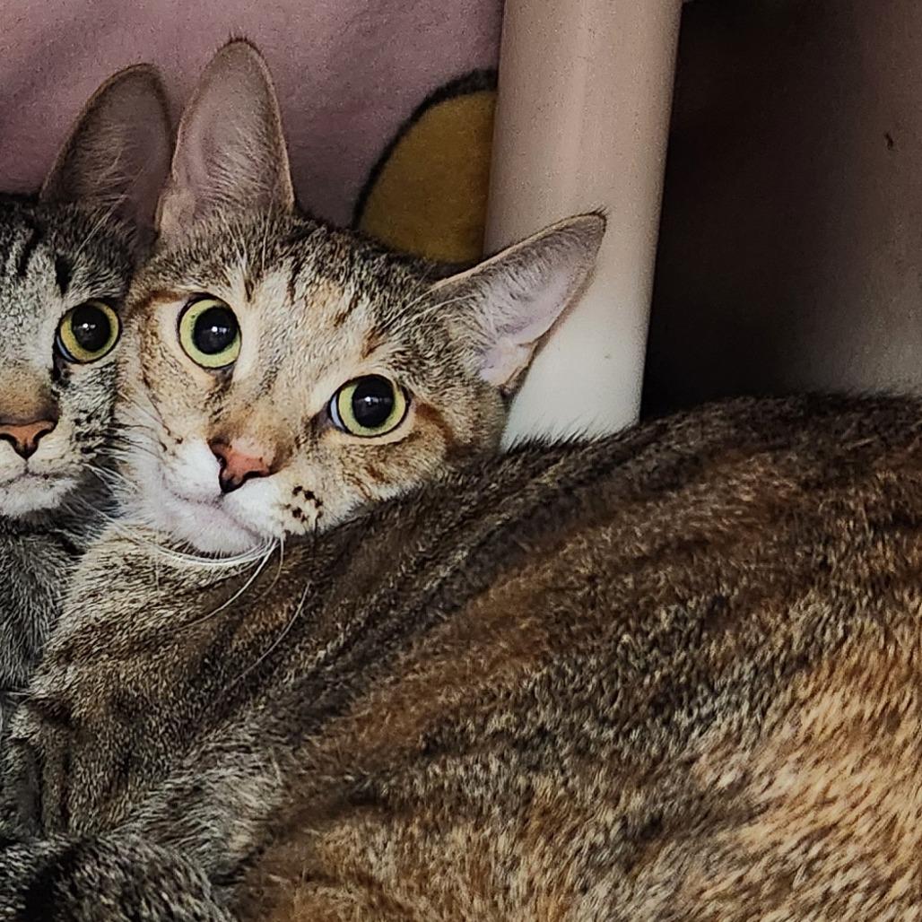 Enlarge Princess, a Adoptable Domestic Short Hair in Grand Rapids, MI image 2/2