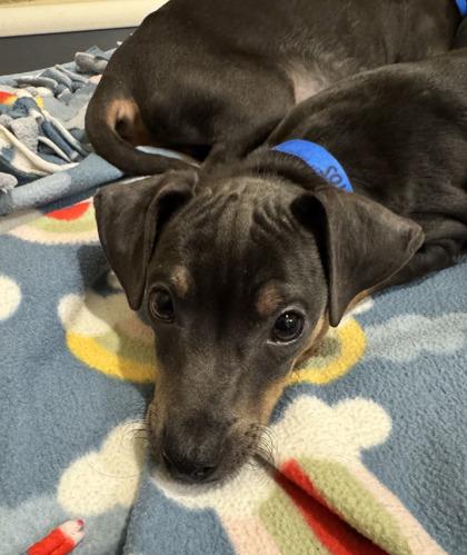 Doritos, a Adoptable mixed breed in Pleasanton, CA image 2/3