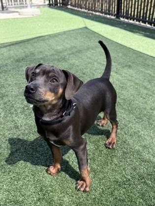 Enlarge Doritos, a Adoptable mixed breed in Pleasanton, CA image 1/3