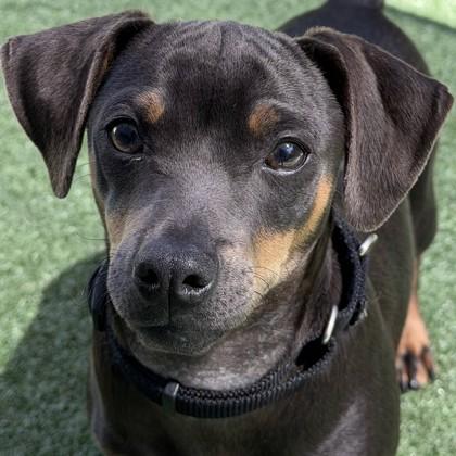 Enlarge Doritos, a Adoptable mixed breed in Pleasanton, CA image 2/3