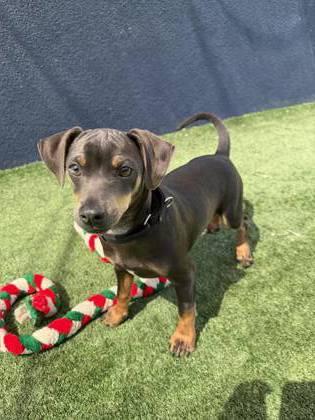 Enlarge Doritos, a Adoptable mixed breed in Pleasanton, CA image 3/3