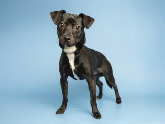 BUDDY, Adoptable, Young Male Chihuahua.