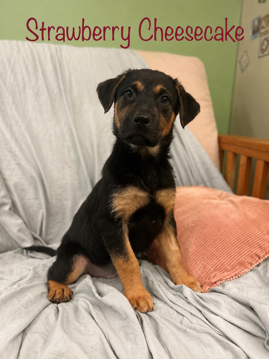 Strawberry cheesecake, ADOPTABLE, Young Female Mixed Breed.