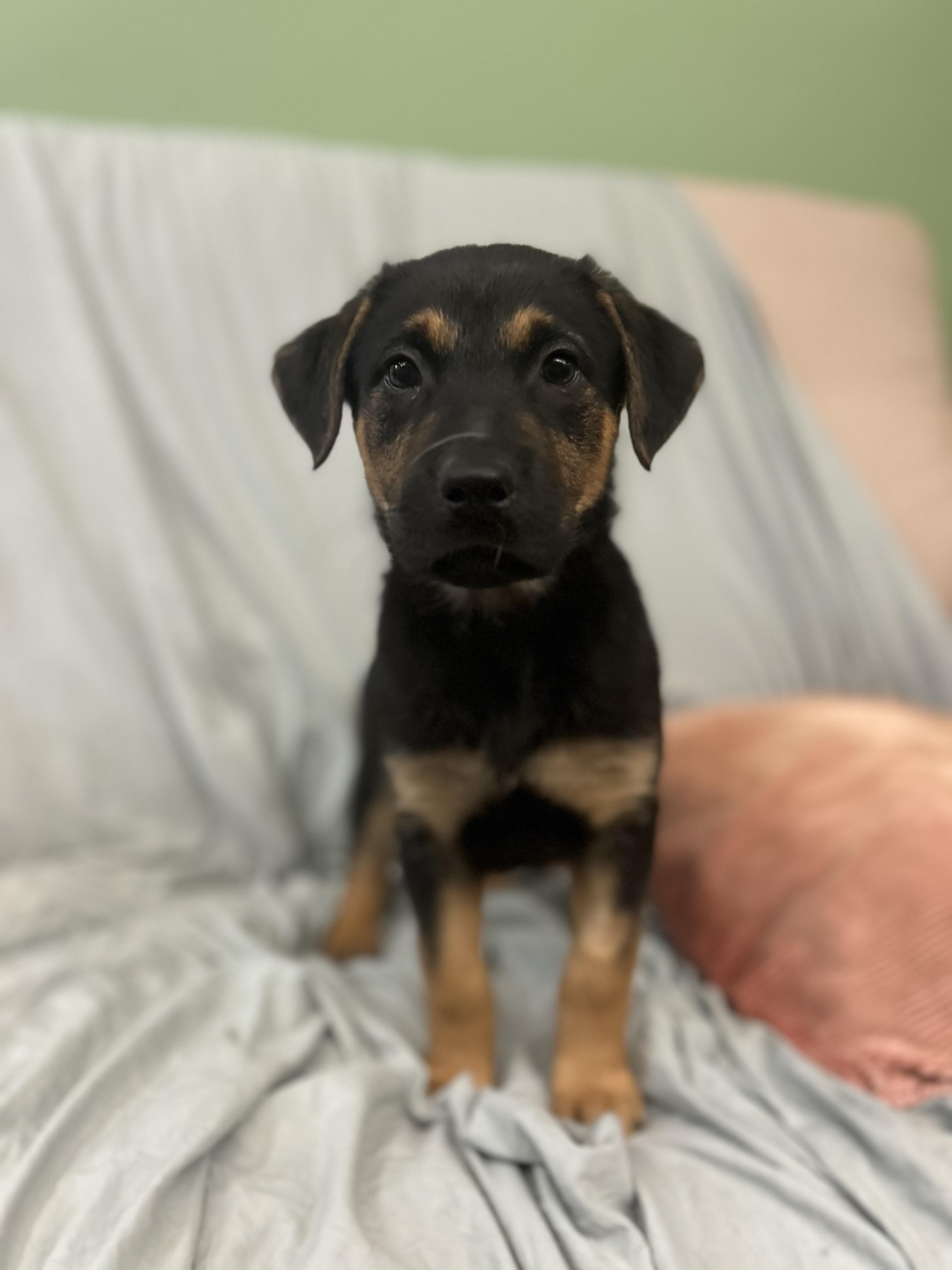 Strawberry cheesecake, a ADOPTABLE Mixed Breed in Howes Cave, NY image 2/2