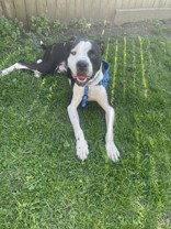 Diesel, Adoptable, Adult Male Pit Bull Terrier.