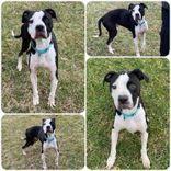 Enlarge Diesel, a Adoptable Pit Bull Terrier in Newport, KY image 2/3