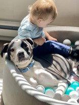 Enlarge Diesel, a Adoptable Pit Bull Terrier in Newport, KY image 3/3