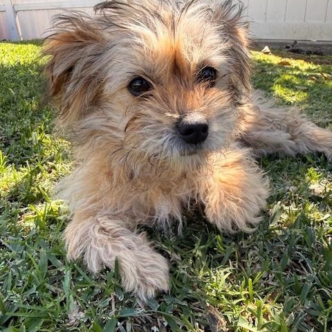 Enlarge Fiona, an adopted mixed breed in Torrance, CA image 6/6