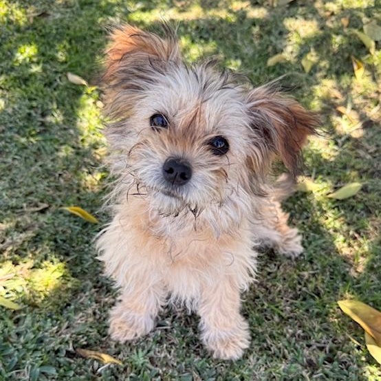 Enlarge Fiona, an adopted mixed breed in Torrance, CA image 5/6