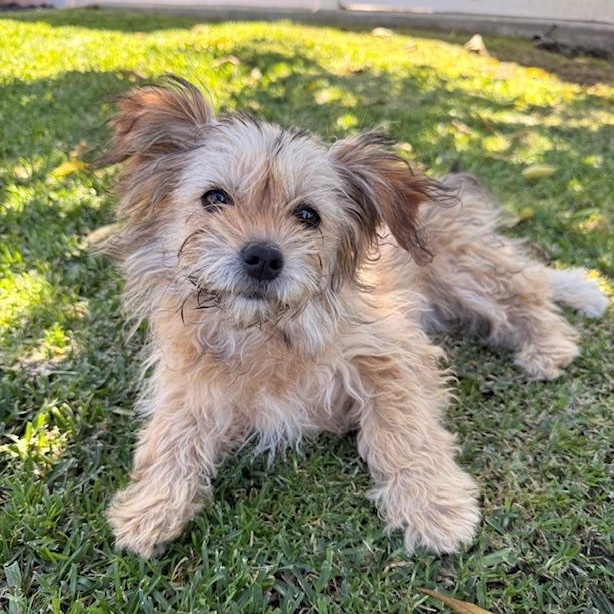 Enlarge Fiona, an adopted mixed breed in Torrance, CA image 3/6