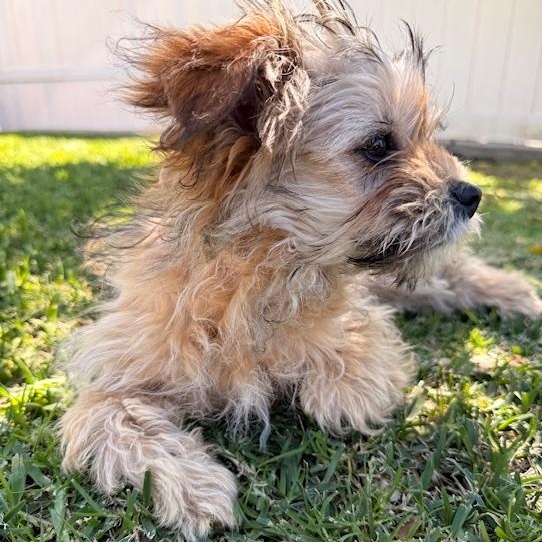 Enlarge Fiona, an adopted mixed breed in Torrance, CA image 2/6