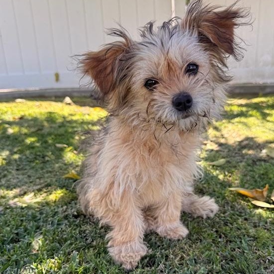 Fiona, adopted, Young Female Poodle.