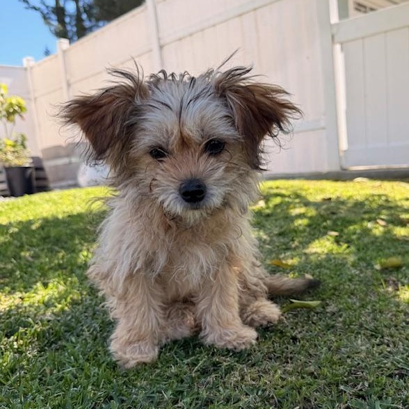 Enlarge Fiona, an adopted mixed breed in Torrance, CA image 4/6