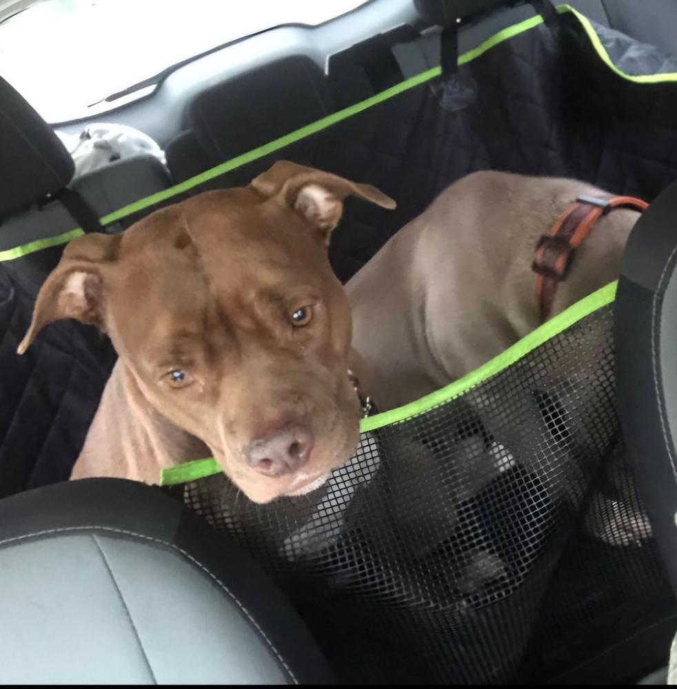 Enlarge Acadia, a Adoptable mixed breed in Loveland, OH image 6/6