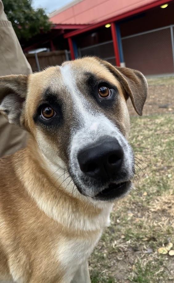 Enlarge Toby A207095 VIP, a Adoptable mixed breed in Plano, TX image 3/4